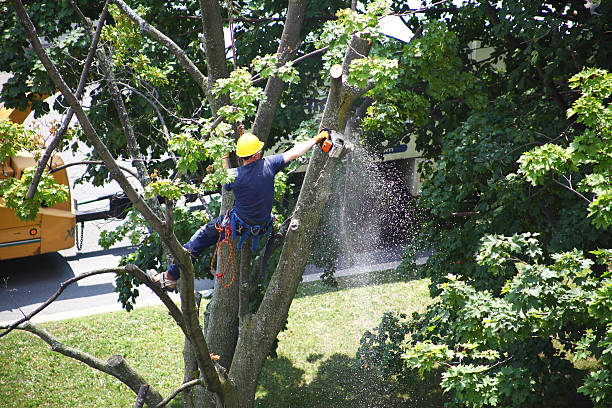 Best Stump Grinding and Removal  in Flanders, NY